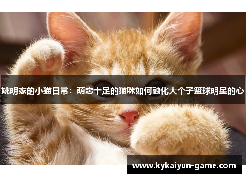 姚明家的小猫日常：萌态十足的猫咪如何融化大个子篮球明星的心